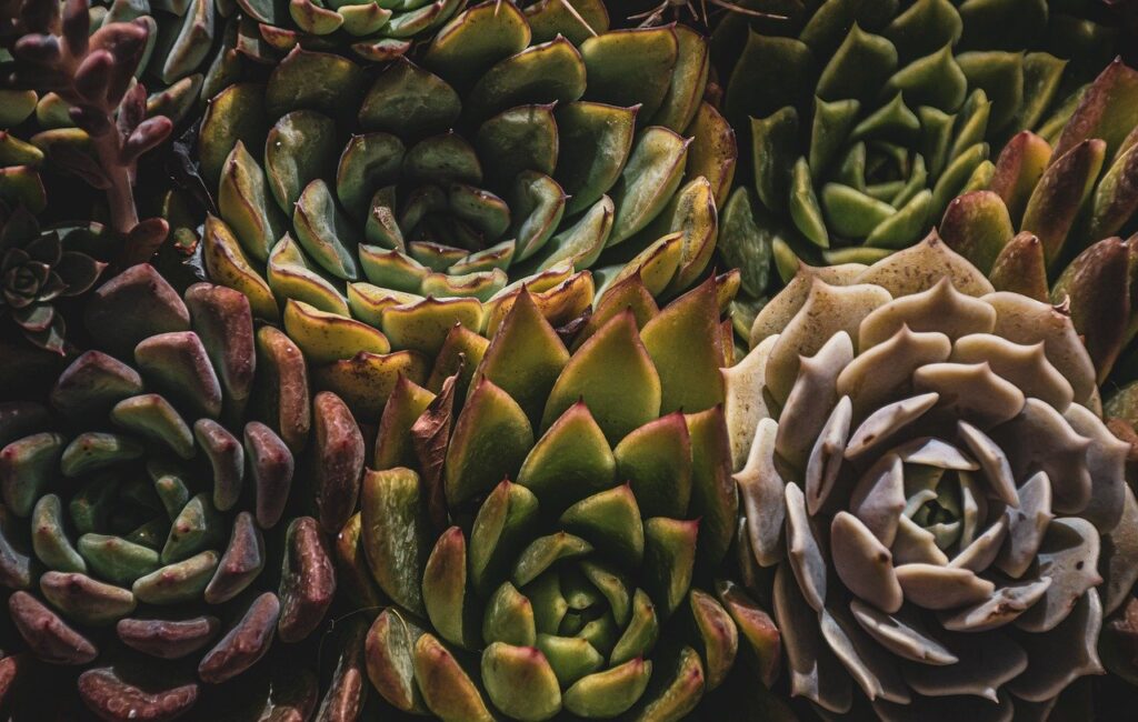 Sukulenty kaktus