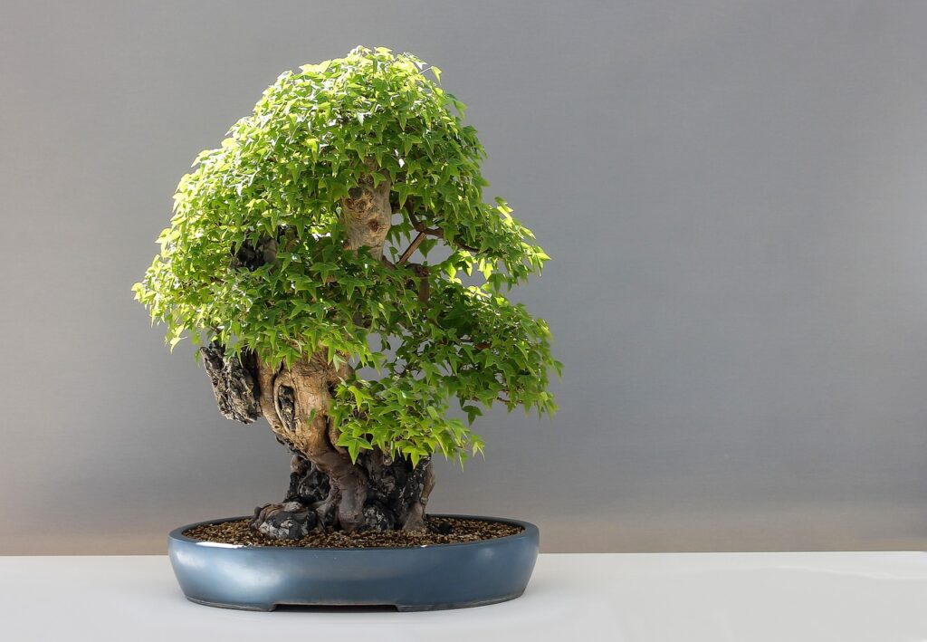 bonsai drzewko