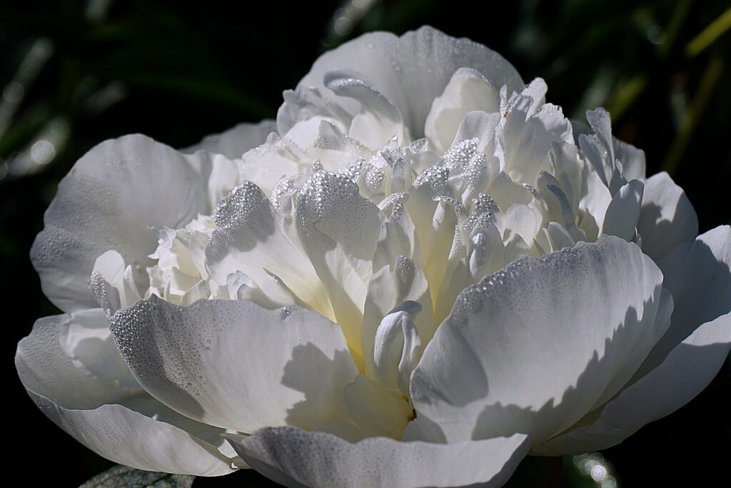 cięte białe kwiaty
