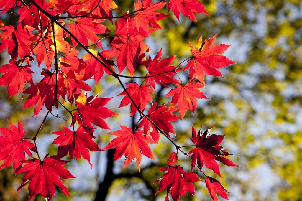 jesień czerwone liście klonu