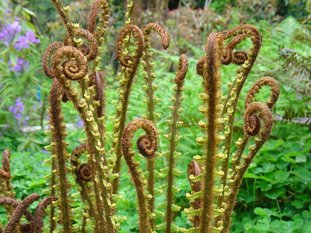 strączki dziwna roślina